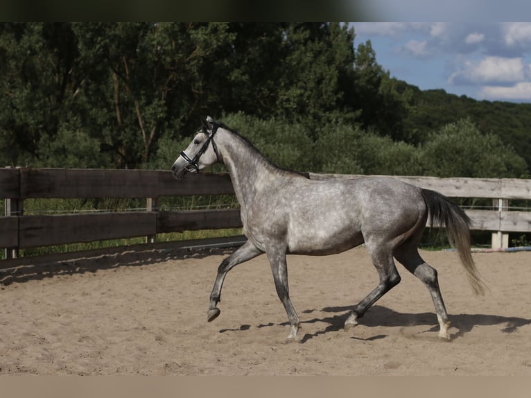 Bayerisches warmbloed Merrie 4 Jaar 162 cm Schimmel in Weismain