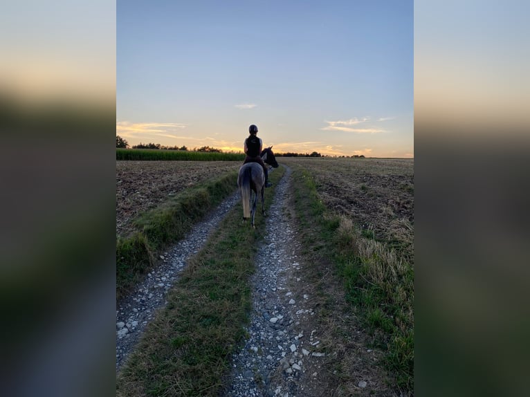 Bayerisches warmbloed Merrie 4 Jaar 162 cm Schimmel in Weismain