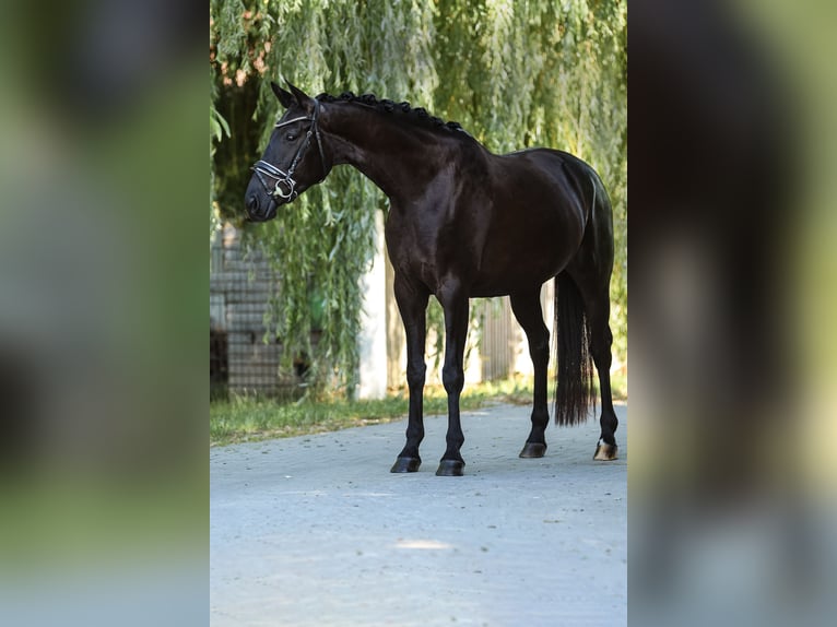 Bayerisches warmbloed Merrie 4 Jaar 165 cm Zwart in Bodenkirchen