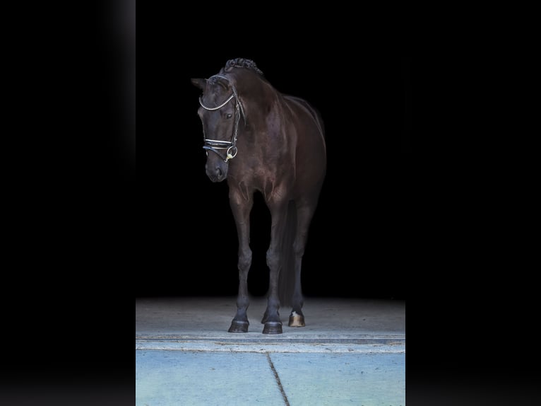 Bayerisches warmbloed Merrie 4 Jaar 165 cm Zwart in Bodenkirchen