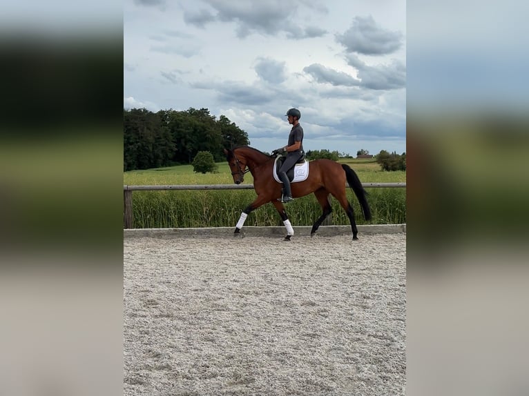 Bayerisches warmbloed Merrie 4 Jaar 166 cm Bruin in Laaber