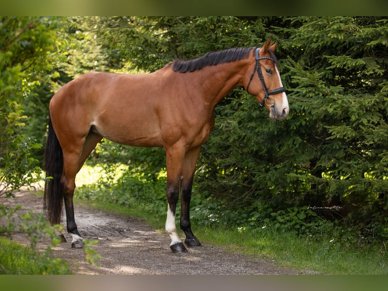 Bayerisches warmbloed Merrie 4 Jaar 167 cm Bruin in Wertach