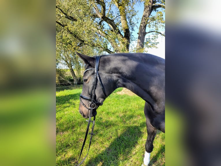 Bayerisches warmbloed Merrie 4 Jaar 167 cm Zwartbruin in Ruhstorf an der Rott