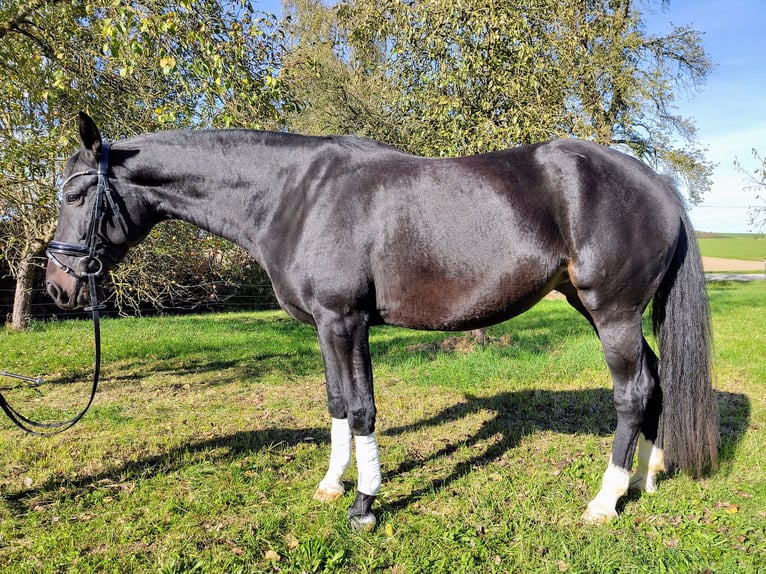 Bayerisches warmbloed Merrie 4 Jaar 167 cm Zwartbruin in Ruhstorf an der Rott