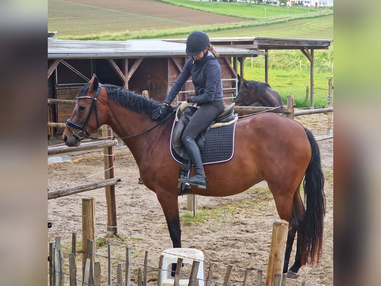 Bayerisches warmbloed Merrie 4 Jaar 168 cm Bruin in Oberschwaig