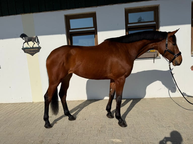 Bayerisches warmbloed Merrie 4 Jaar 175 cm Bruin in Rottenburg an der Laaber