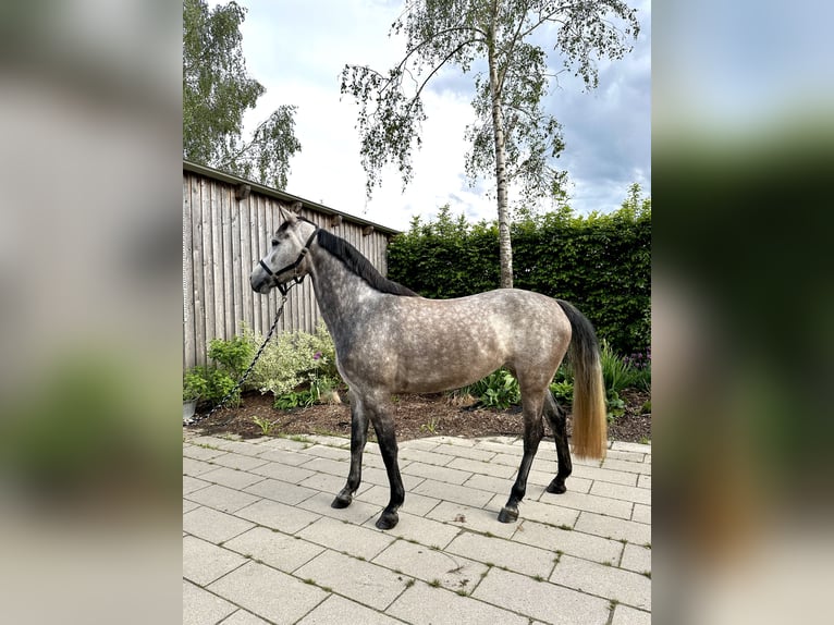 Bayerisches warmbloed Merrie 5 Jaar 165 cm Appelschimmel in Aichstetten