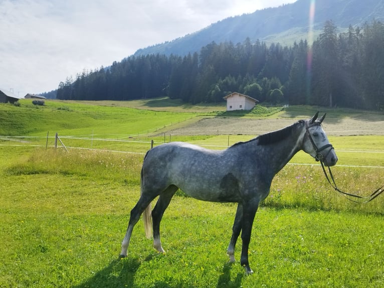 Bayerisches warmbloed Merrie 5 Jaar 165 cm Schimmel in Riezlern