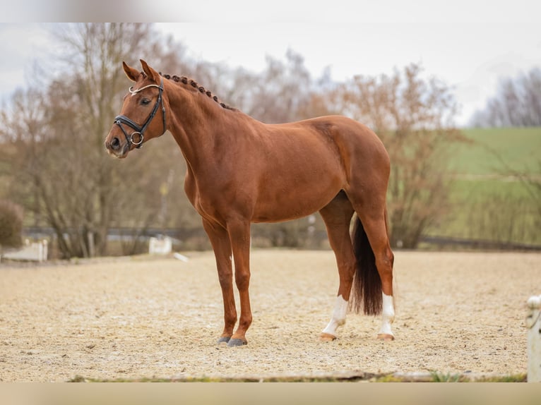 Bayerisches warmbloed Merrie 5 Jaar 166 cm Donkere-vos in Bodenkirchen