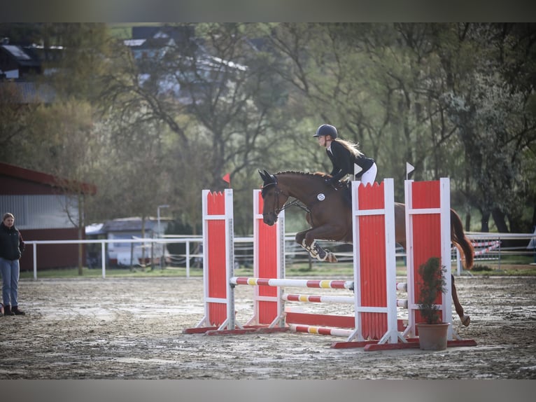 Bayerisches warmbloed Merrie 5 Jaar 166 cm Donkere-vos in Hofheim am Taunus