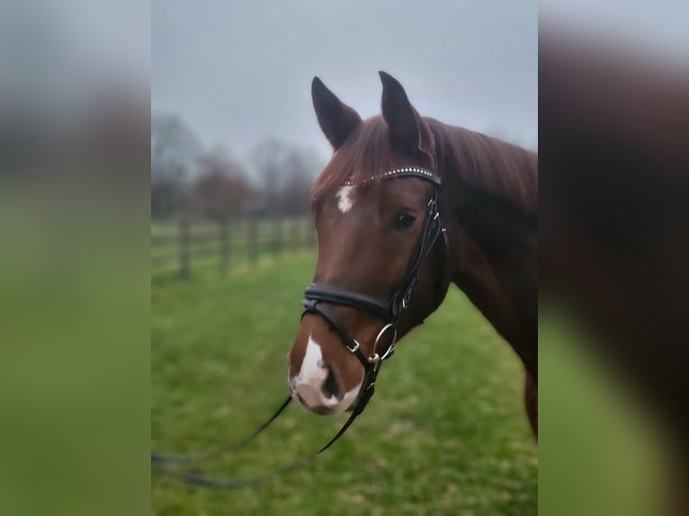 Bayerisches warmbloed Merrie 5 Jaar 168 cm Donkere-vos in Vechta