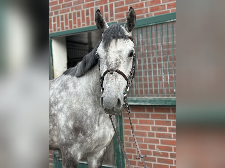 Bayerisches warmbloed Merrie 5 Jaar 168 cm Schimmel in Nettetal