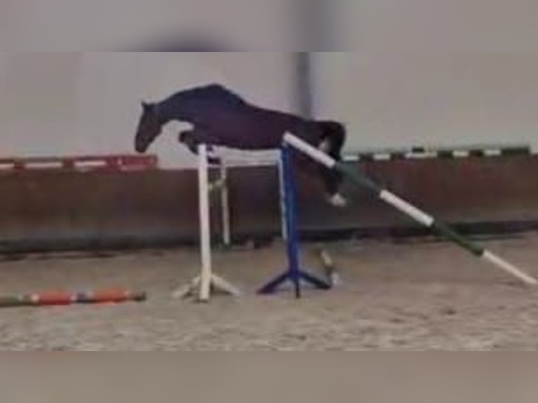 Bayerisches warmbloed Merrie 5 Jaar 169 cm Bruin in Geisenfeld