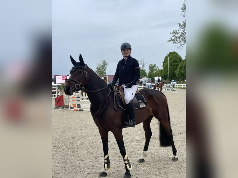 Bayerisches warmbloed Merrie 6 Jaar 163 cm Bruin in Weichs
