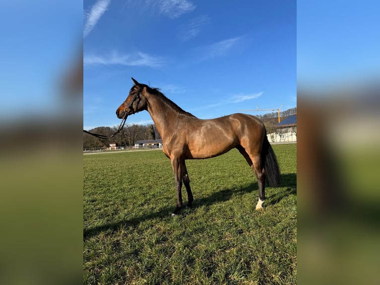Bayerisches warmbloed Merrie 6 Jaar 164 cm Bruin in Marktl