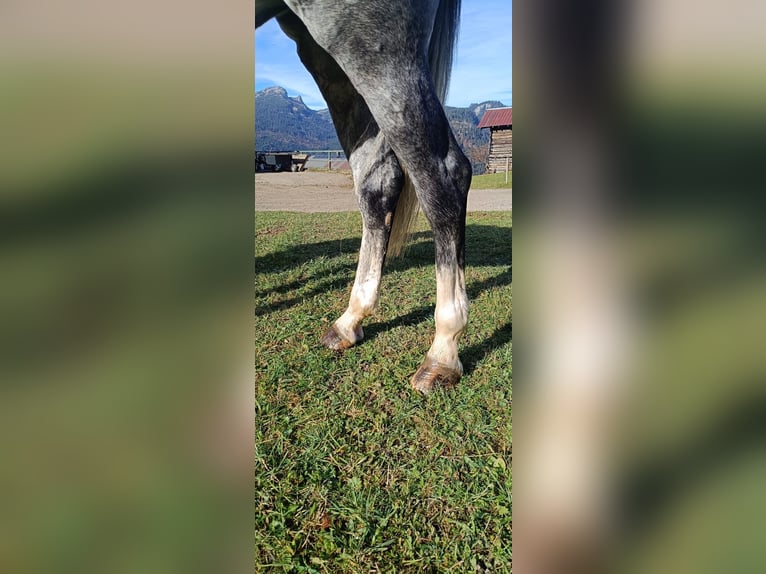 Bayerisches warmbloed Merrie 6 Jaar 164 cm Schimmel in Bocholt