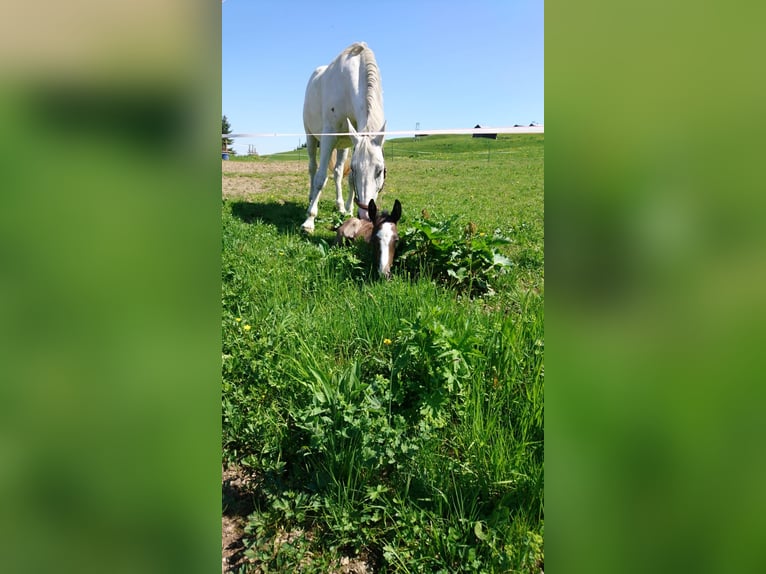 Bayerisches warmbloed Merrie 6 Jaar 164 cm Schimmel in Bocholt