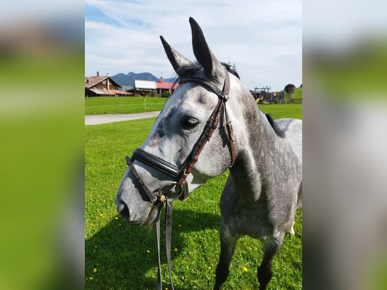 Bayerisches warmbloed Merrie 6 Jaar 164 cm Schimmel in Bocholt