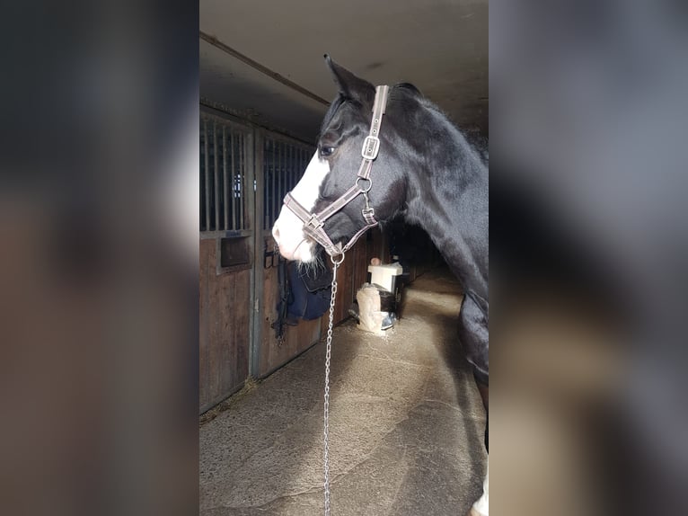 Bayerisches warmbloed Merrie 6 Jaar 164 cm Zwart in Ampfing