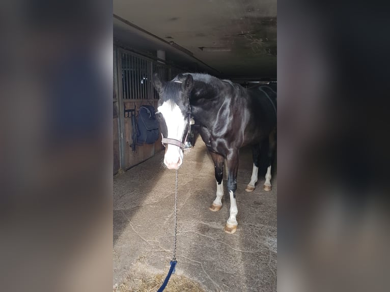 Bayerisches warmbloed Merrie 6 Jaar 164 cm Zwart in Ampfing