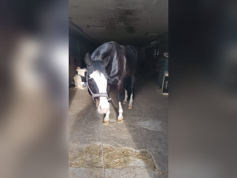 Bayerisches warmbloed Merrie 6 Jaar 164 cm Zwart in Ampfing