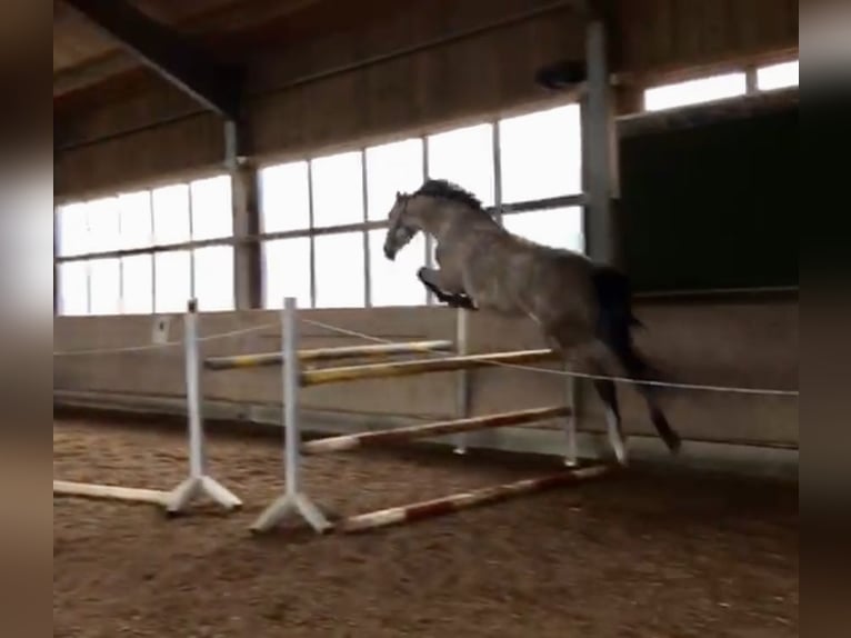 Bayerisches warmbloed Merrie 6 Jaar 165 cm Schimmel in Deisenhausen