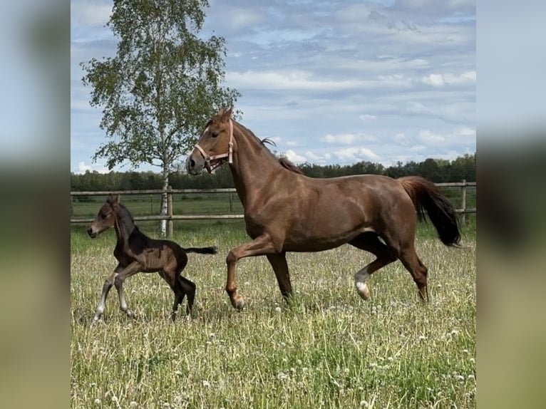 Bayerisches warmbloed Merrie 6 Jaar 167 cm Vos in Hallbergmoos