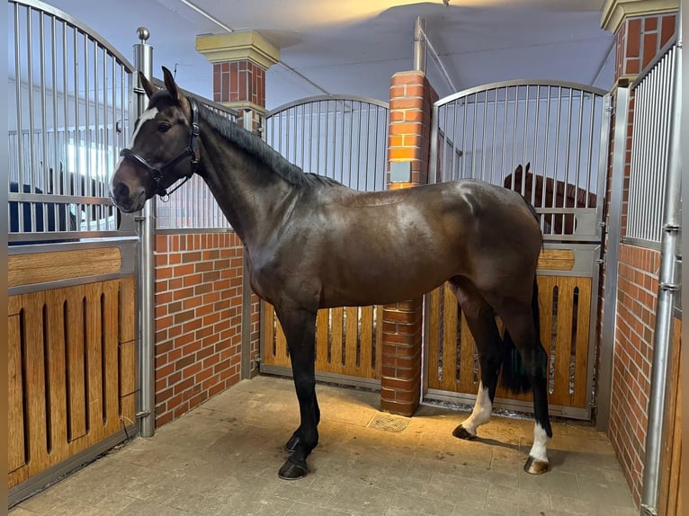 Bayerisches warmbloed Merrie 6 Jaar 168 cm Donkerbruin in Küps