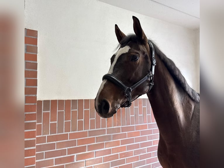 Bayerisches warmbloed Merrie 6 Jaar 168 cm Donkerbruin in Küps
