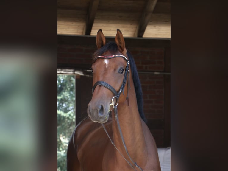 Bayerisches warmbloed Merrie 6 Jaar 169 cm in Veitsbronn