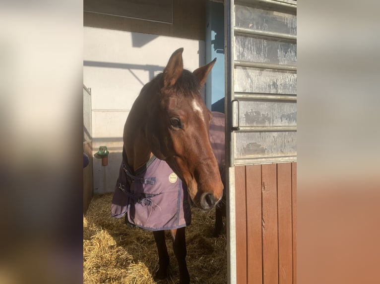 Bayerisches warmbloed Merrie 6 Jaar 169 cm in Veitsbronn