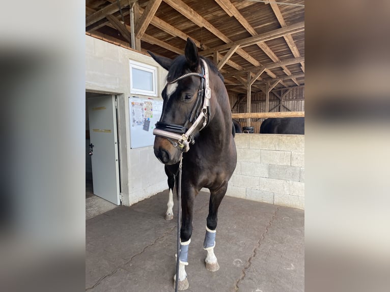 Bayerisches warmbloed Merrie 6 Jaar 172 cm Donkerbruin in Landsberg am Lech