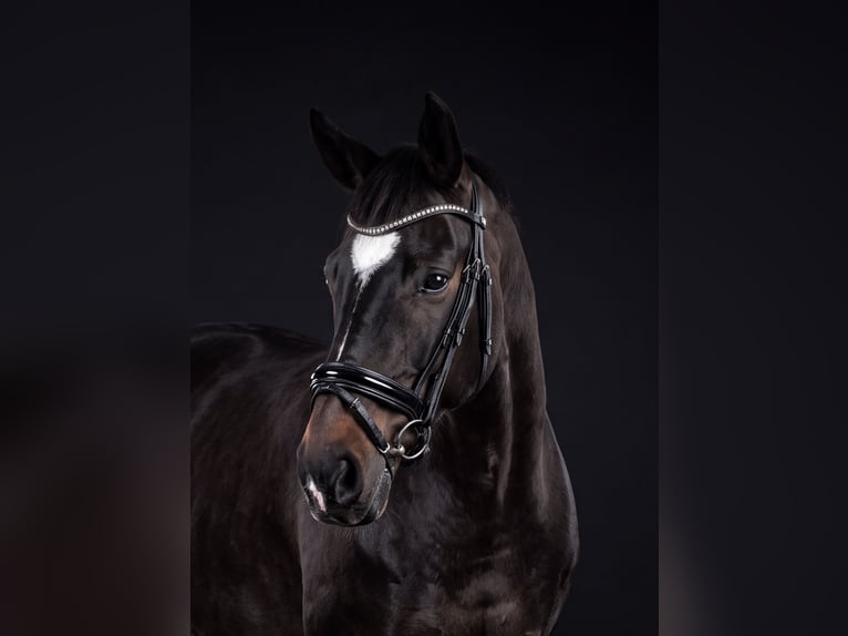 Bayerisches warmbloed Merrie 6 Jaar 173 cm Donkerbruin in Buchloe
