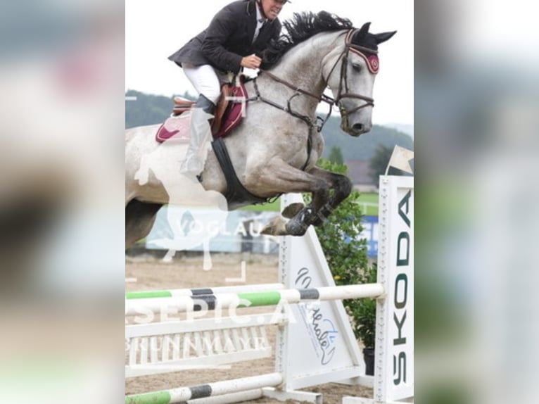 Bayerisches warmbloed Merrie 6 Jaar 176 cm Appelschimmel in Waging am See