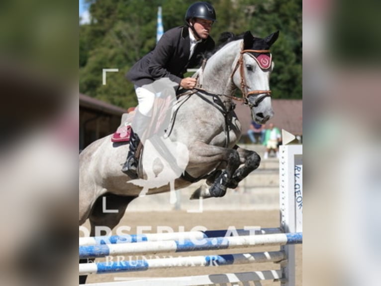 Bayerisches warmbloed Merrie 6 Jaar 176 cm Appelschimmel in Waging am See