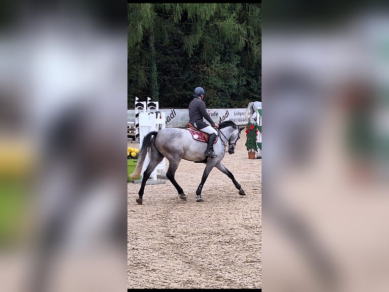 Bayerisches warmbloed Merrie 6 Jaar 176 cm Appelschimmel in Waging am See