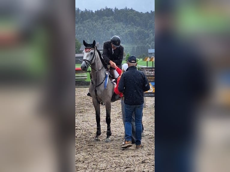 Bayerisches warmbloed Merrie 6 Jaar 176 cm Appelschimmel in Waging am See