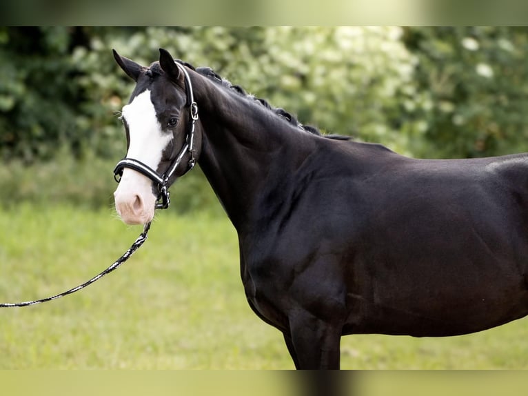 Bayerisches warmbloed Merrie 7 Jaar 162 cm Zwart in Straubing