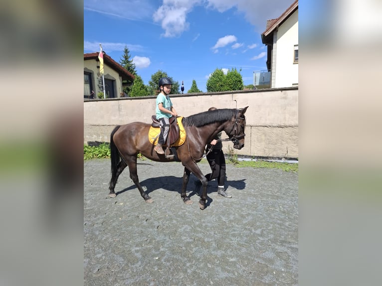 Bayerisches warmbloed Mix Merrie 7 Jaar 164 cm  in Schönbrunn