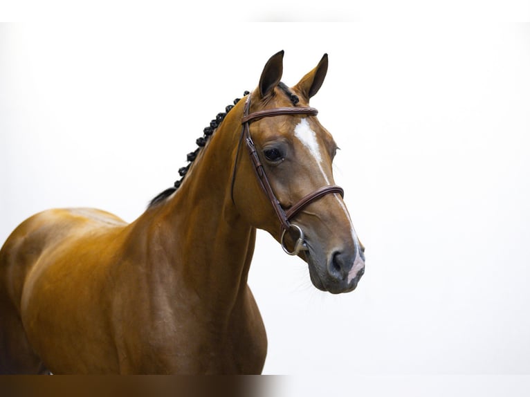 Bayerisches warmbloed Merrie 7 Jaar 165 cm Bruin in Waddinxveen