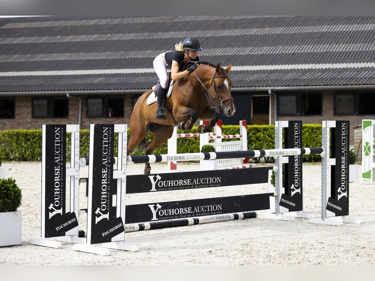 Bayerisches warmbloed Merrie 7 Jaar 165 cm Bruin in Waddinxveen
