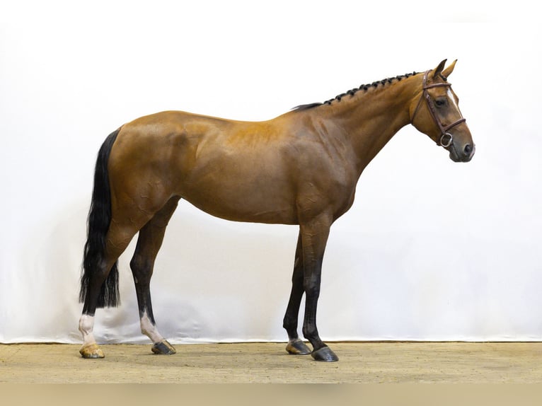 Bayerisches warmbloed Merrie 7 Jaar 165 cm Bruin in Waddinxveen