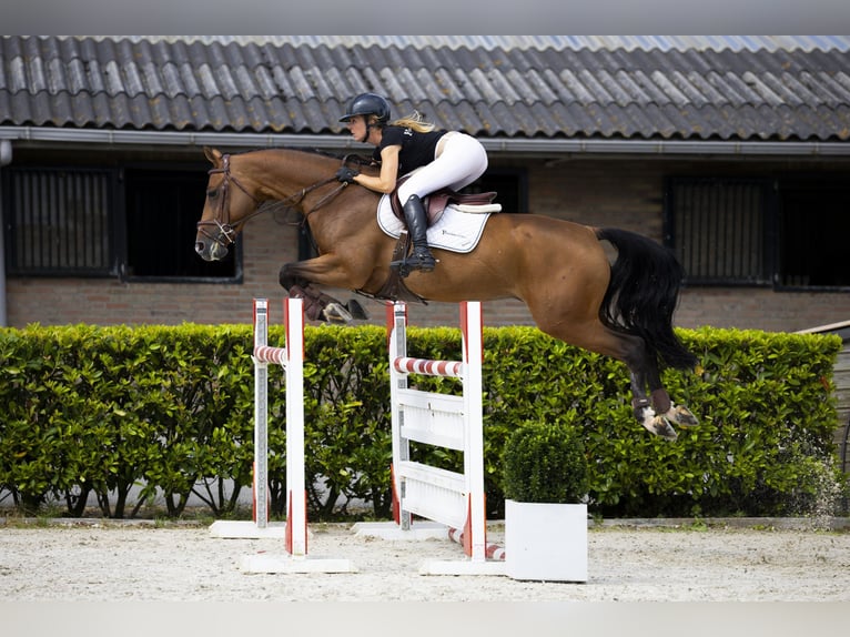 Bayerisches warmbloed Merrie 7 Jaar 165 cm Bruin in Waddinxveen