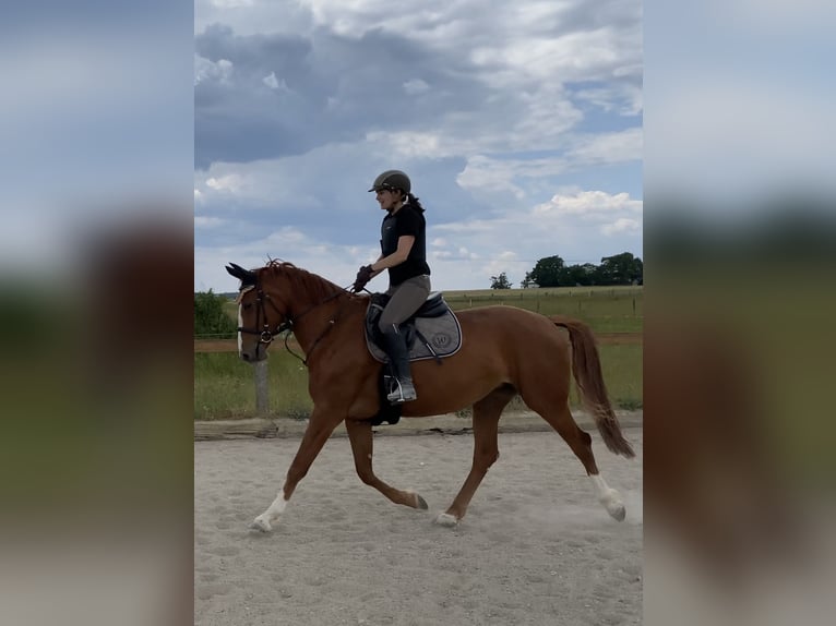 Bayerisches warmbloed Merrie 7 Jaar 165 cm Vos in Ingolstadt