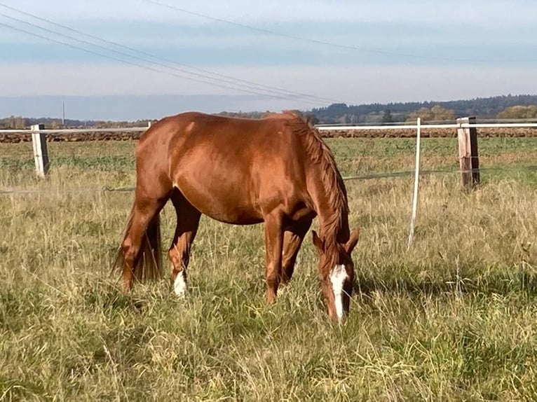 Bayerisches warmbloed Merrie 7 Jaar 165 cm Vos in Ingolstadt