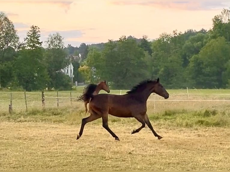 Bayerisches warmbloed Merrie 7 Jaar 166 cm Donkerbruin in Altenmünster