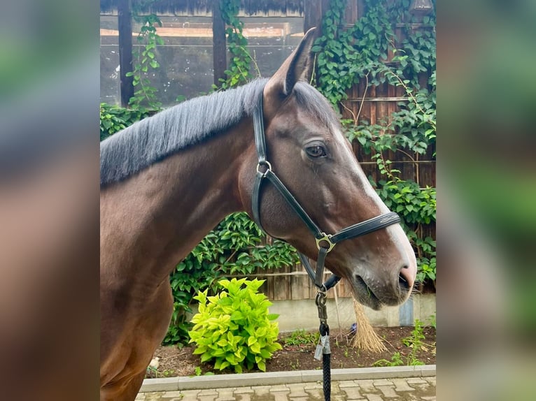 Bayerisches warmbloed Merrie 8 Jaar 168 cm Bruin in Neubeuern