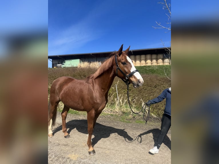Bayerisches warmbloed Merrie 9 Jaar 162 cm Vos in Witzmannsberg