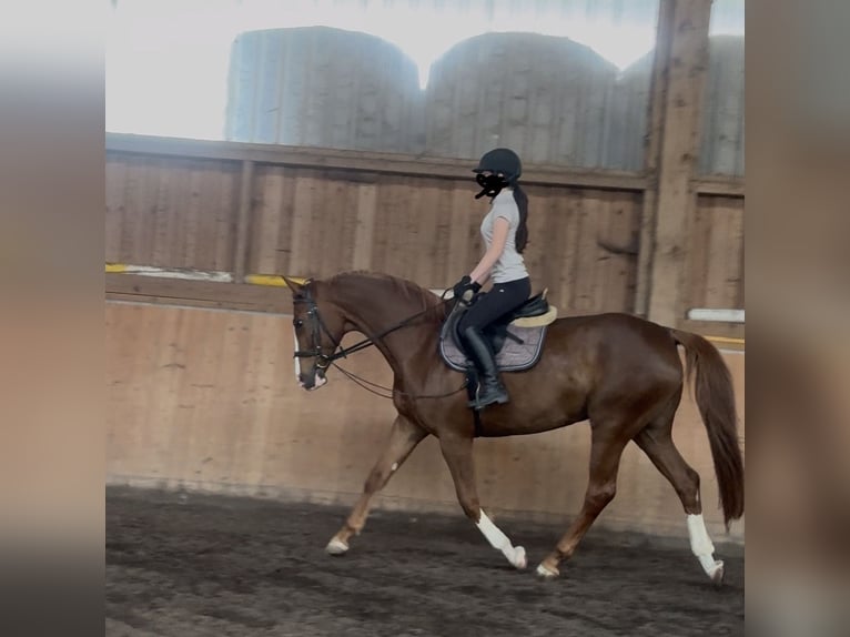 Bayerisches warmbloed Merrie 9 Jaar 162 cm Vos in Witzmannsberg