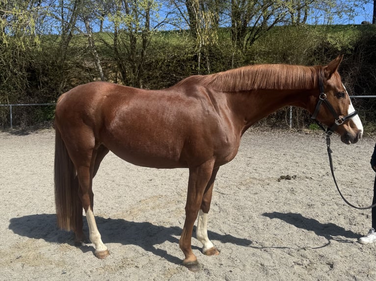 Bayerisches warmbloed Merrie 9 Jaar 162 cm Vos in Witzmannsberg